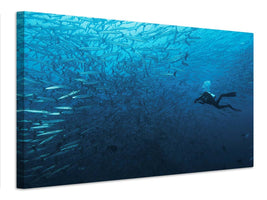 canvas-print-in-a-fishschool-of-barracudas-x