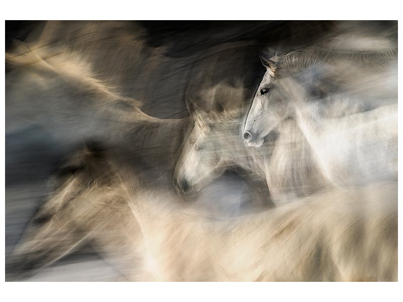 canvas-print-in-motion-x