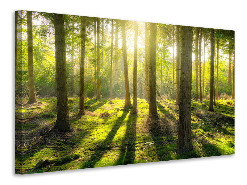 Leinwandbild Grüner Wald