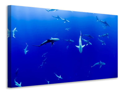 canvas-print-in-the-shark-tank