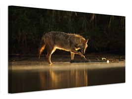 canvas-print-jackal-morning-play-x