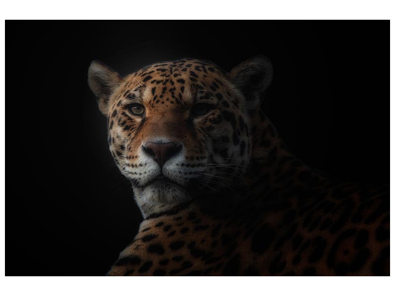 canvas-print-jaguar-x