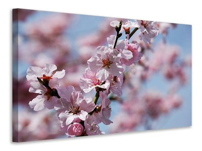 canvas-print-japanese-cherry-tree-close-up