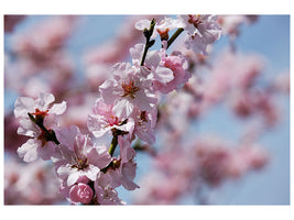 canvas-print-japanese-cherry-tree-close-up