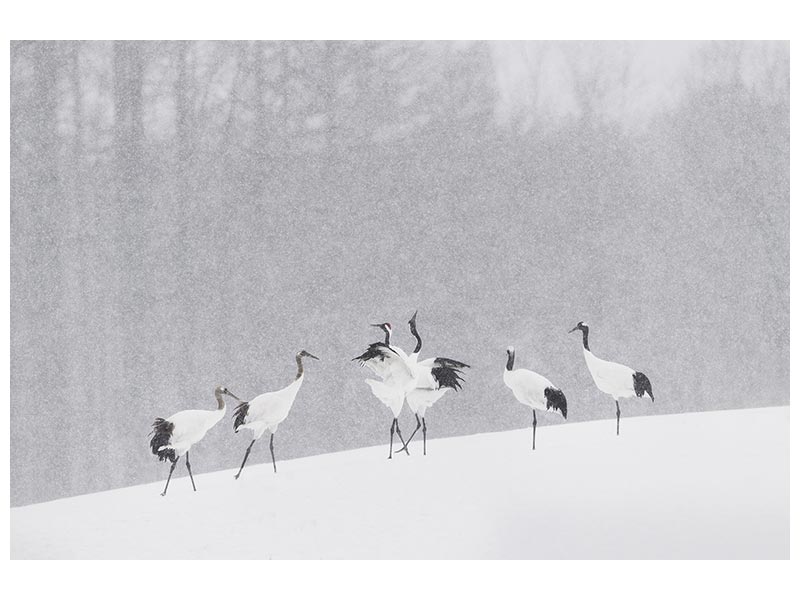 canvas-print-japanese-cranes-x