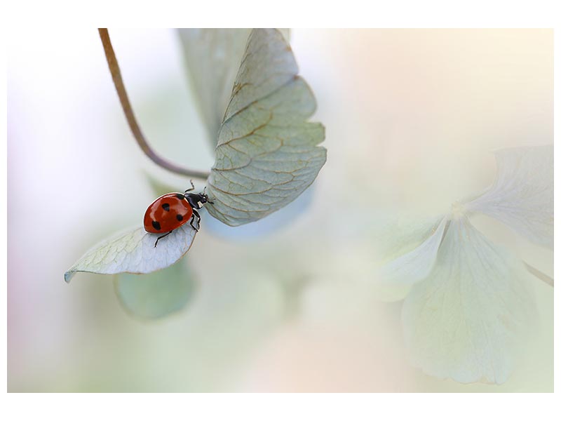 canvas-print-ladybird-on-bluegreen-hydrangea-x