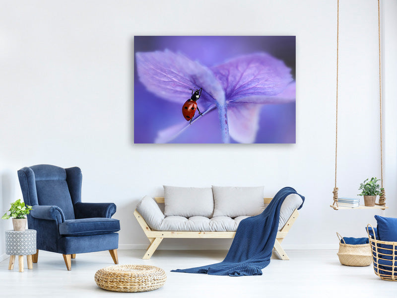 canvas-print-ladybird-on-purple-hydrangea