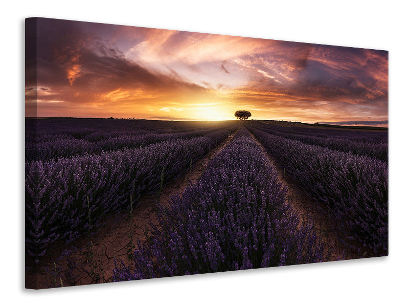 canvas-print-lavender-sunset