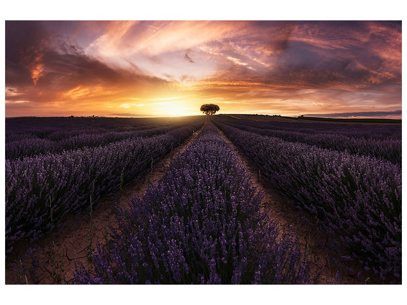canvas-print-lavender-sunset