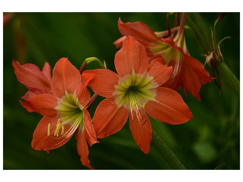 canvas-print-lilies-in-orange