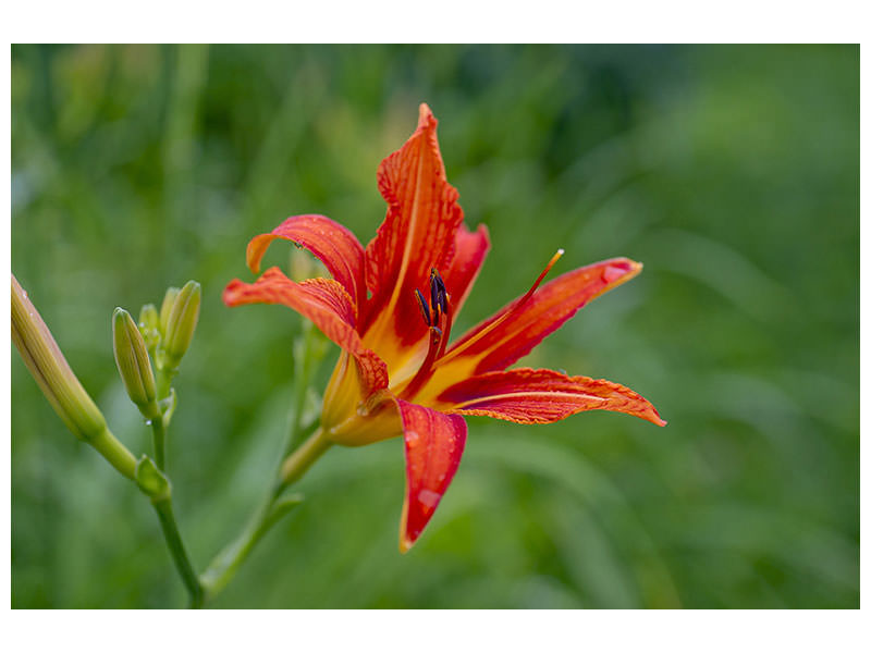 canvas-print-lily-blossom-in-the-nature