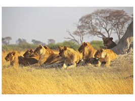 canvas-print-lion-family