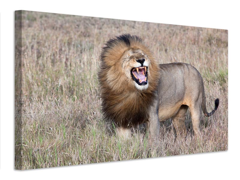 canvas-print-lion-x