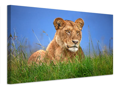 canvas-print-lioness-close-up-x