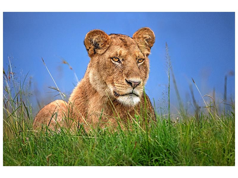 canvas-print-lioness-close-up-x