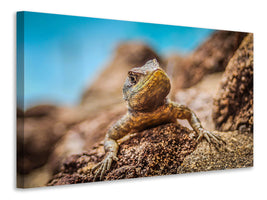 canvas-print-little-alligator