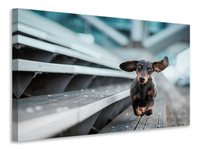 canvas-print-little-dog