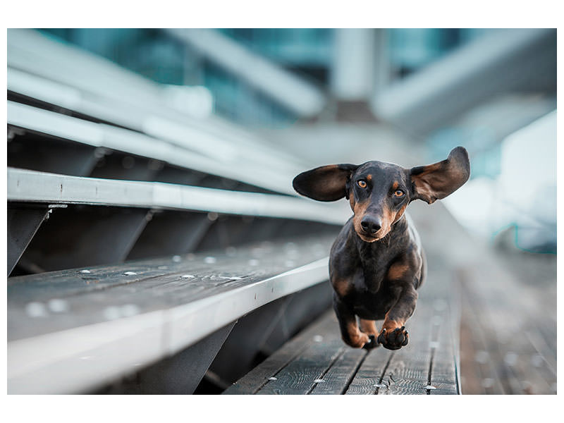 canvas-print-little-dog