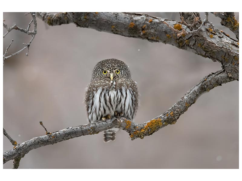 canvas-print-little-guy-in-the-snow-x