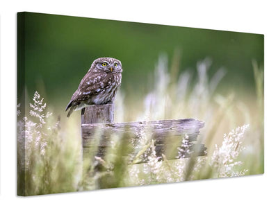 canvas-print-little-owl-x