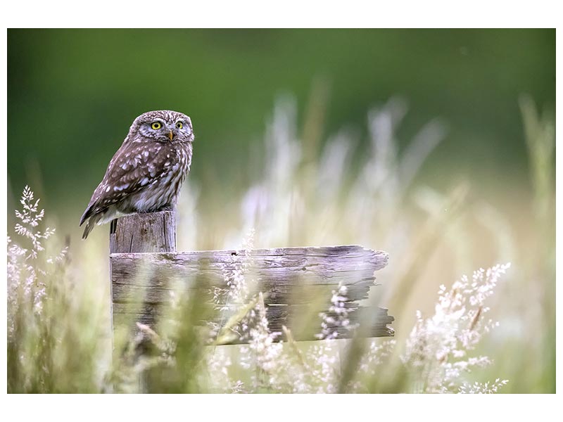 canvas-print-little-owl-x