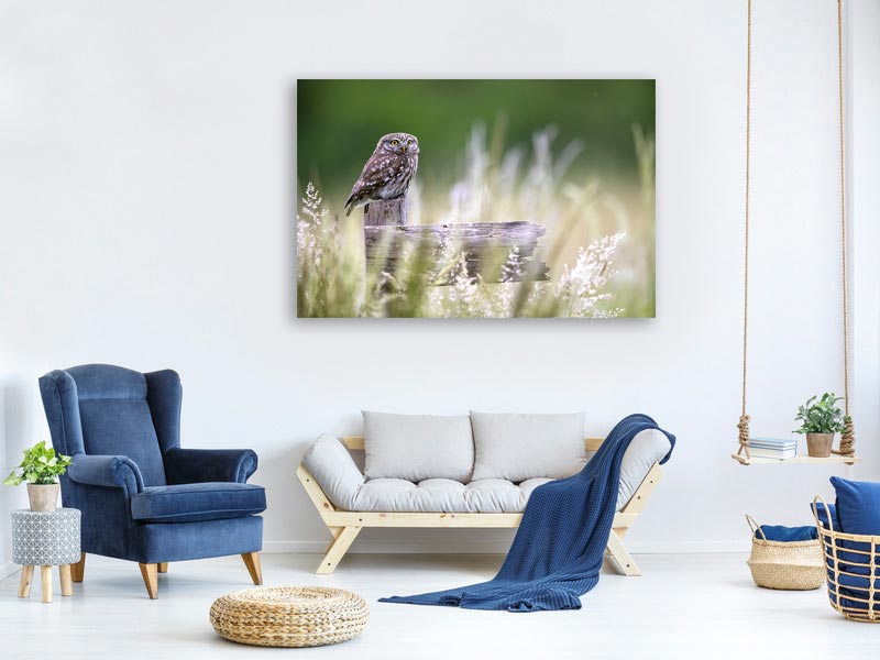 canvas-print-little-owl-x