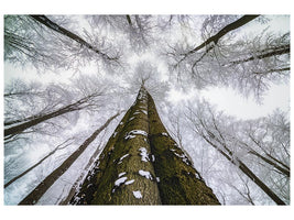 canvas-print-looking-up-x