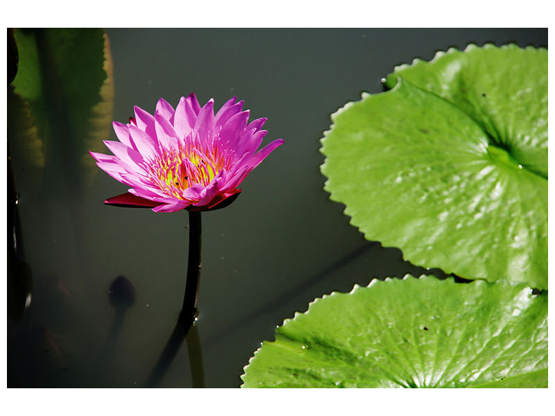 canvas-print-lotus-flower-in-pink