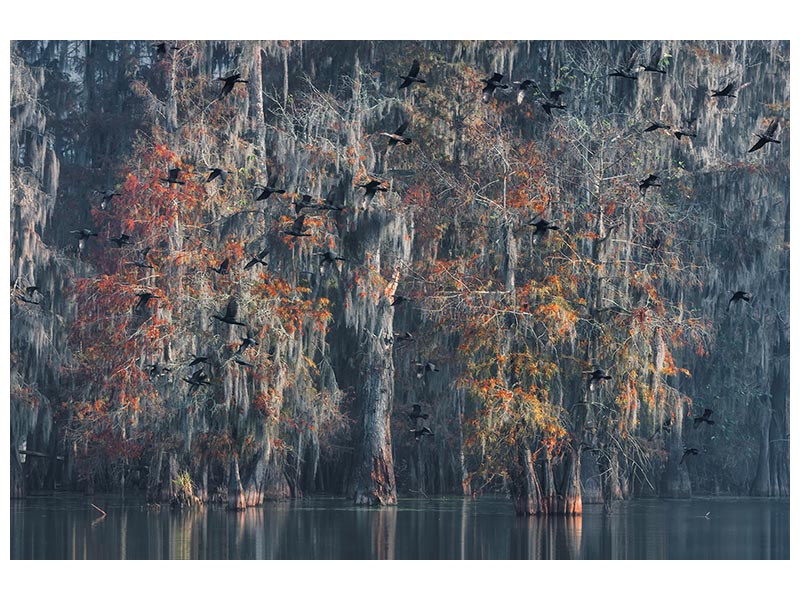 canvas-print-louisiana-x