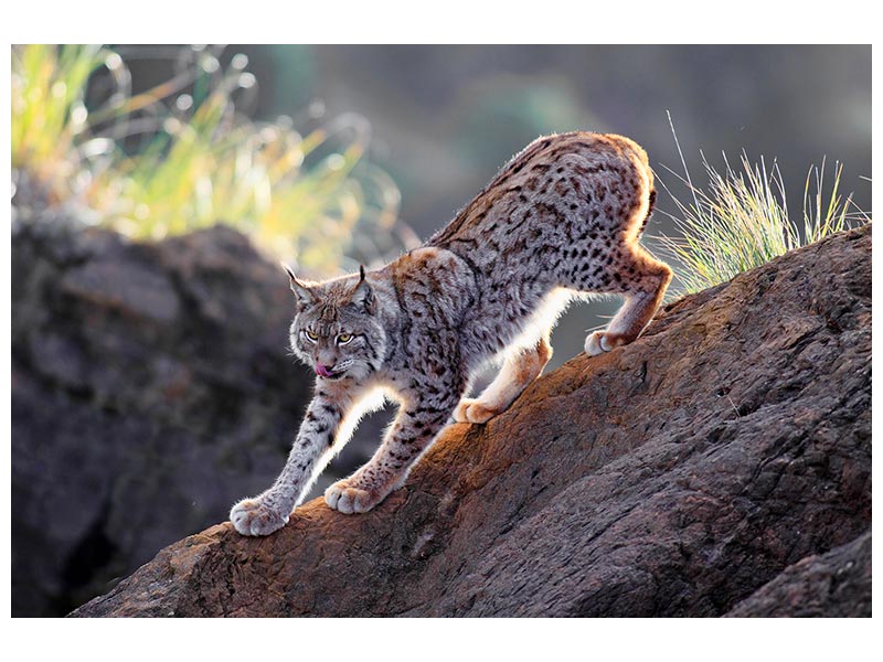 canvas-print-lynx-at-sunset-x