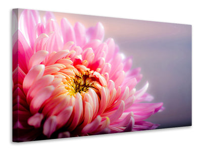 canvas-print-macro-chrysanthemum