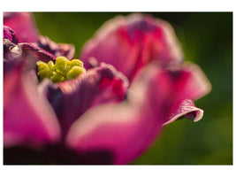 canvas-print-macro-tulip-in-red