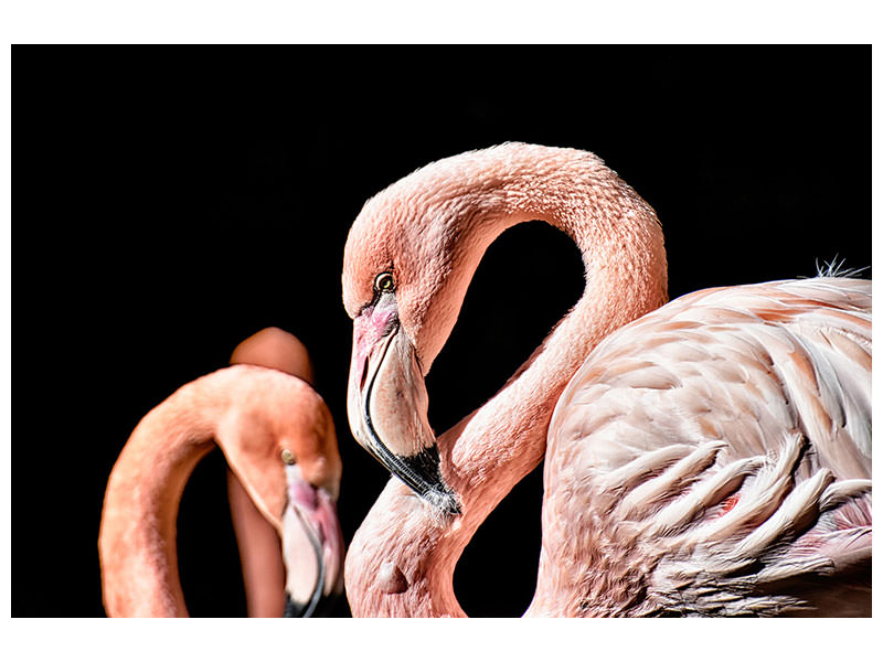 canvas-print-magnificent-flamingos