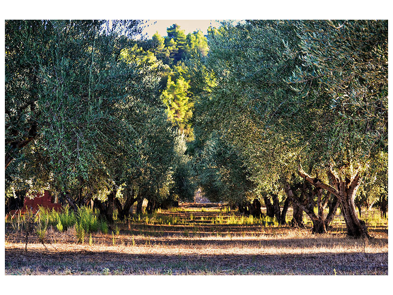 canvas-print-magnificent-olive-trees