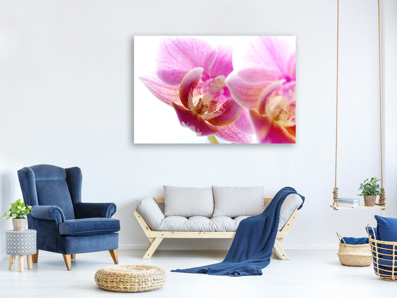 canvas-print-magnificent-phalaenopsis