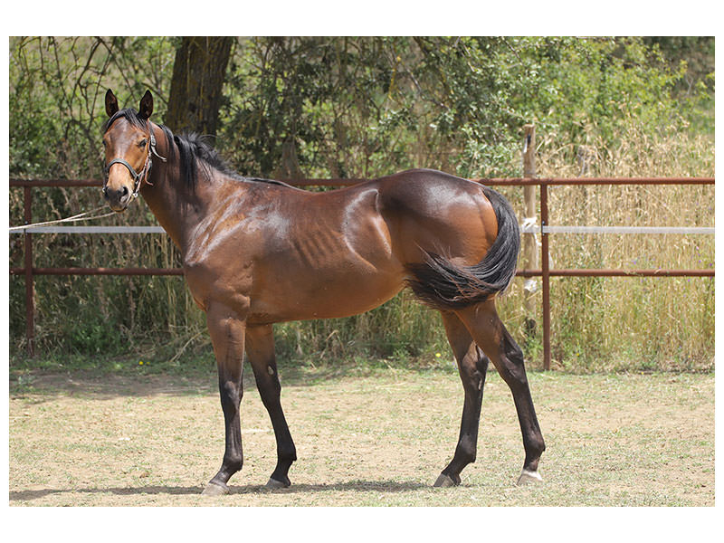 canvas-print-magnificent-thoroughbred