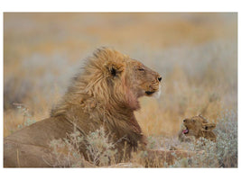 canvas-print-male-lion-with-cub-x