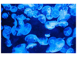 canvas-print-many-jellyfish-in-the-blue-water