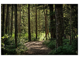 canvas-print-many-trees