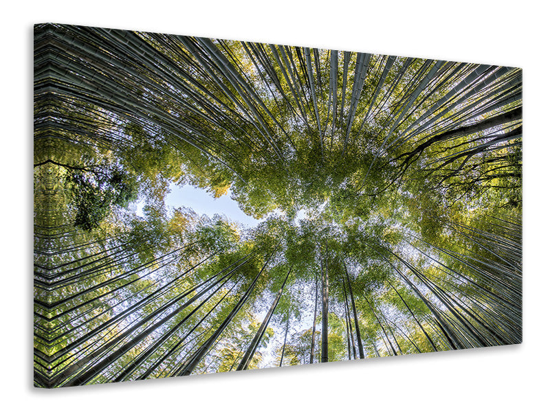 canvas-print-many-treetops