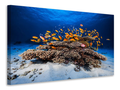 canvas-print-marine-life