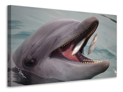 canvas-print-mealtime-for-a-dolphin