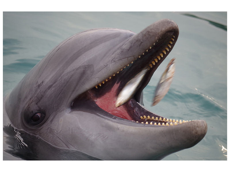 canvas-print-mealtime-for-a-dolphin