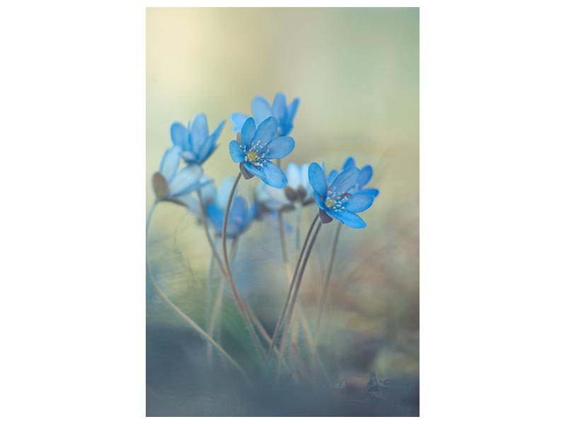 canvas-print-memories-of-a-spring-x