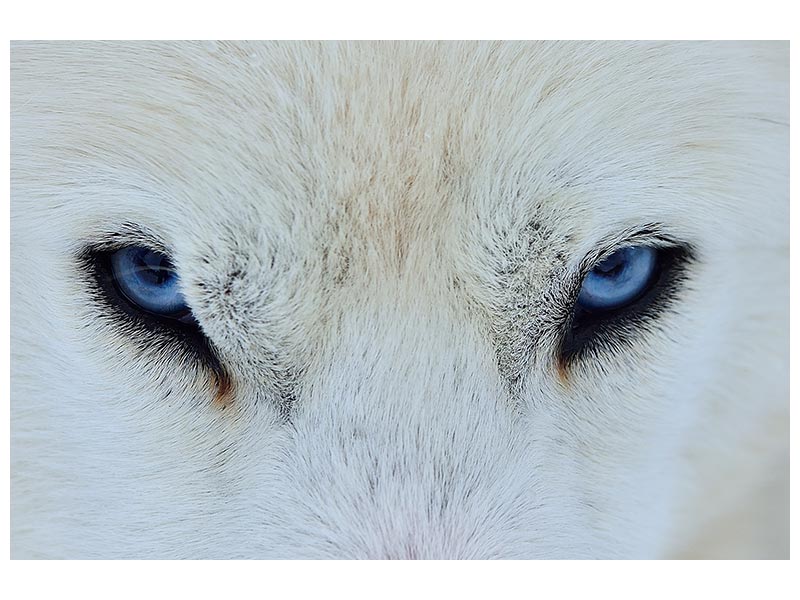 canvas-print-mirada-azul-x