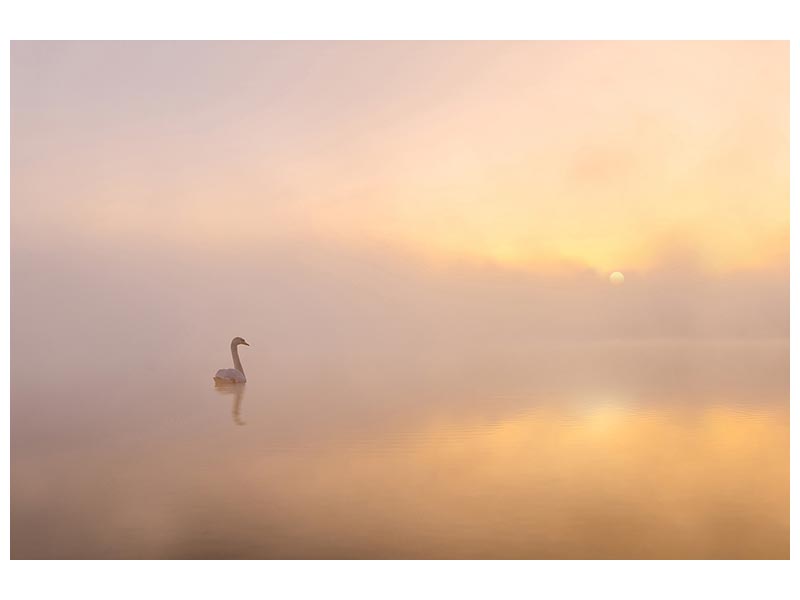 canvas-print-misty-morning-xmy