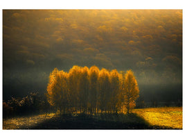 canvas-print-morning-light-xqs