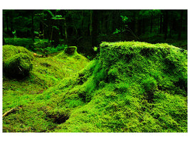 canvas-print-moss-in-the-forest