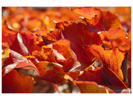 canvas-print-nice-autumn-leaves