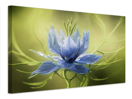 canvas-print-nigella-x